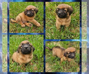 German Shepherd Dog-Unknown Mix Dogs for adoption in Blacksburg, SC, USA