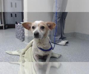 Chihuahua-Unknown Mix Dogs for adoption in Pasadena, TX, USA