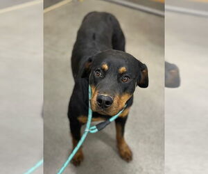 Rottweiler Dogs for adoption in Forestville, MD, USA