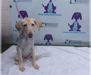 Labrador Retriever Dogs for adoption in Orlando, FL, USA