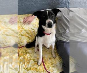Border Collie Dogs for adoption in Newport, KY, USA