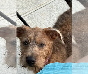 Mutt Dogs for adoption in Katy, TX, USA