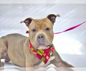 American Staffordshire Terrier Dogs for adoption in Henderson, NV, USA