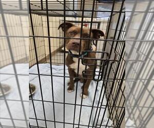Labrador Retriever-Unknown Mix Dogs for adoption in Texas City, TX, USA
