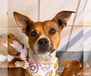 Mutt Dogs for adoption in San Antonio, TX, USA