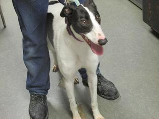 Greyhound Dogs for adoption in Richmond, IN, USA