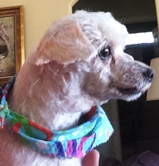 Poodle (Miniature) Dogs for adoption in DeLand, FL, USA