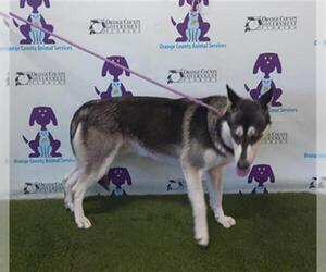 Siberian Husky Dogs for adoption in Orlando, FL, USA