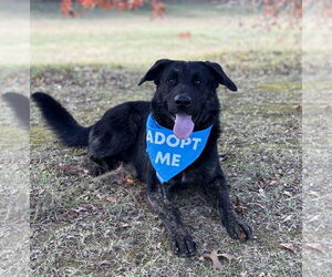Retriever -Unknown Mix Dogs for adoption in Spring Lake, NJ, USA
