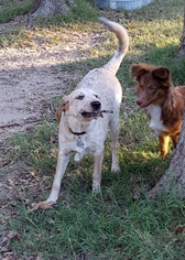 Mutt Dogs for adoption in Malakoff, TX, USA