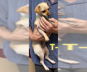 Chihuahua-Unknown Mix Dogs for adoption in Metairie, LA, USA