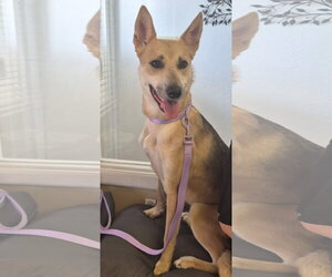 German Shepherd Dog Dogs for adoption in Amarillo, TX, USA