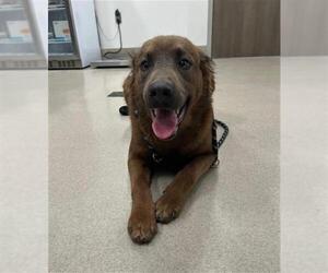 Labrador Retriever Dogs for adoption in Baytown, TX, USA