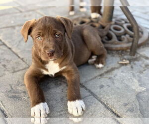 Aussiedoodle Dogs for adoption in Fenton, MO, USA