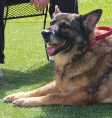 German Shepherd Dog Dogs for adoption in Grass Valley, CA, USA