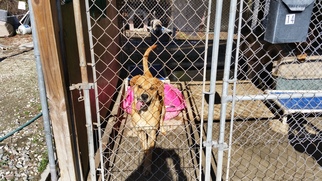 Bulldog-Unknown Mix Dogs for adoption in Pembroke, GA, USA