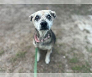 Mutt Dogs for adoption in Ocala, FL, USA