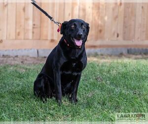 Labrador Retriever Dogs for adoption in Clovis, CA, USA