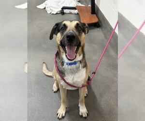 American Pit Bull Terrier-German Shepherd Dog Mix Dogs for adoption in Forestville, MD, USA