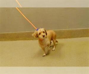 Mutt Dogs for adoption in Las Vegas, NV, USA