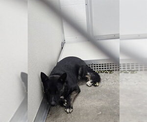 German Shepherd Dog-Unknown Mix Dogs for adoption in Temple, TX, USA