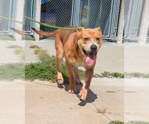 Mastiff-Unknown Mix Dogs for adoption in La Porte, IN, USA