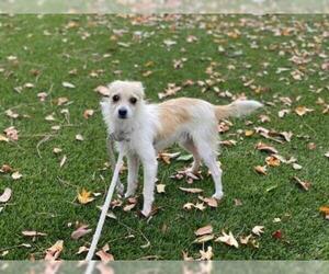 Parson Russell Terrier Dogs for adoption in Downey, CA, USA