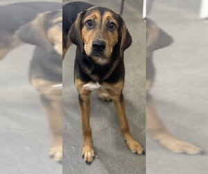 English Coonhound-Unknown Mix Dogs for adoption in Forestville, MD, USA