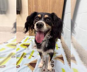 Chihuahua-Cocker Spaniel Mix Dogs for adoption in Brighton, CO, USA
