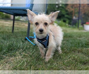 Chihuahua-Unknown Mix Dogs for adoption in Coralville, IA, USA