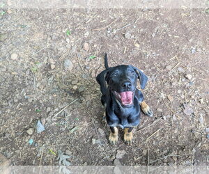 Mutt Dogs for adoption in McCormick, SC, USA