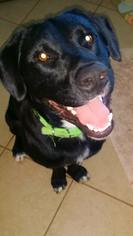 Borador Dogs for adoption in Huntsville, AL, USA