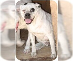 American Pit Bull Terrier Dogs for adoption in San Diego, CA, USA