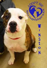 Bullypit Dogs for adoption in Newport, KY, USA