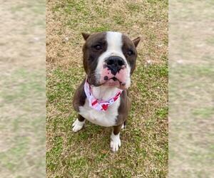 Medium Photo #1 Mutt Puppy For Sale in Tulsa, OK, USA