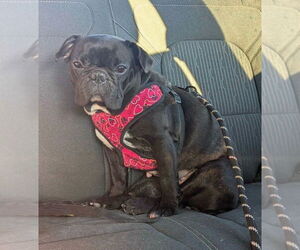 Frenchie Pug Dogs for adoption in Brights Grove, Ontario, Canada