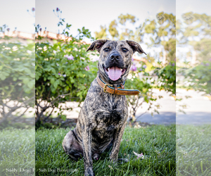 American Bandogge mastiff Dogs for adoption in See Website, CA, USA