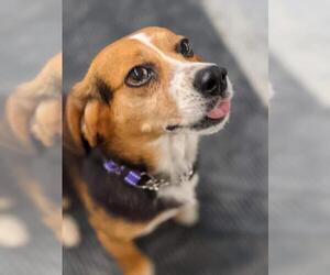 Beagle Dogs for adoption in Sparta, IL, USA