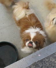 Japanese Chin Dogs for adoption in Oakdale, TN, USA