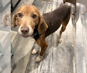 Mutt Dogs for adoption in Mount Pleasant, SC, USA