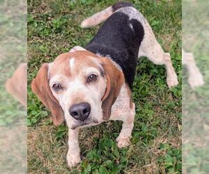 Beagle Dogs for adoption in Akron, OH, USA