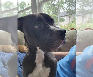 American Staffordshire Terrier-Unknown Mix Dogs for adoption in columbia, SC, USA