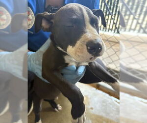 American Pit Bull Terrier Dogs for adoption in San Bernardino, CA, USA