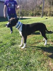 Boxer Dogs for adoption in Batavia, OH, USA