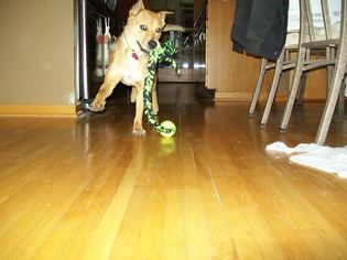 Presa Canario Dogs for adoption in St. Bonifacius, MN, USA