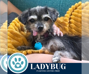 Chihuahua-Unknown Mix Dogs for adoption in Kimberton, PA, USA