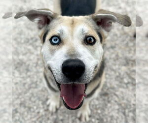 German Shepherd Dog-Unknown Mix Dogs for adoption in Jefferson, WI, USA