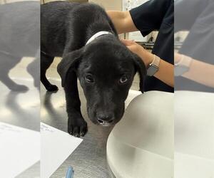 Labrador Retriever-Unknown Mix Dogs for adoption in Conroe, TX, USA