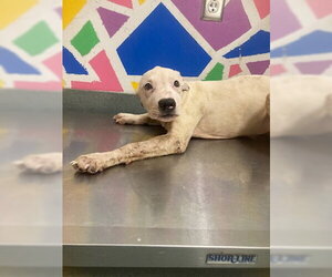 Mutt Dogs for adoption in Baytown, TX, USA