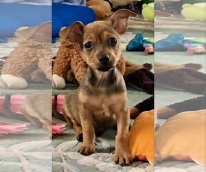 Chihuahua-Unknown Mix Dogs for adoption in Royal Palm Beach, FL, USA